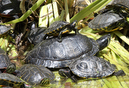 16_turtles