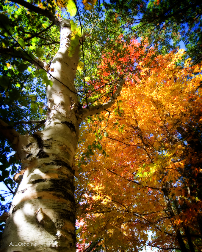 15_autumn_birch