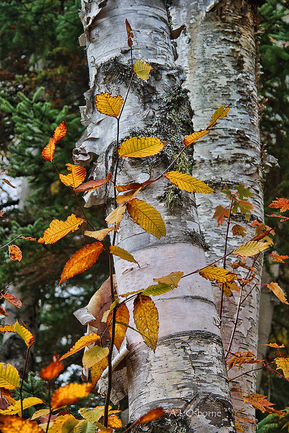 16_autumn_birches
