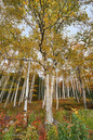 17_autumn_birches