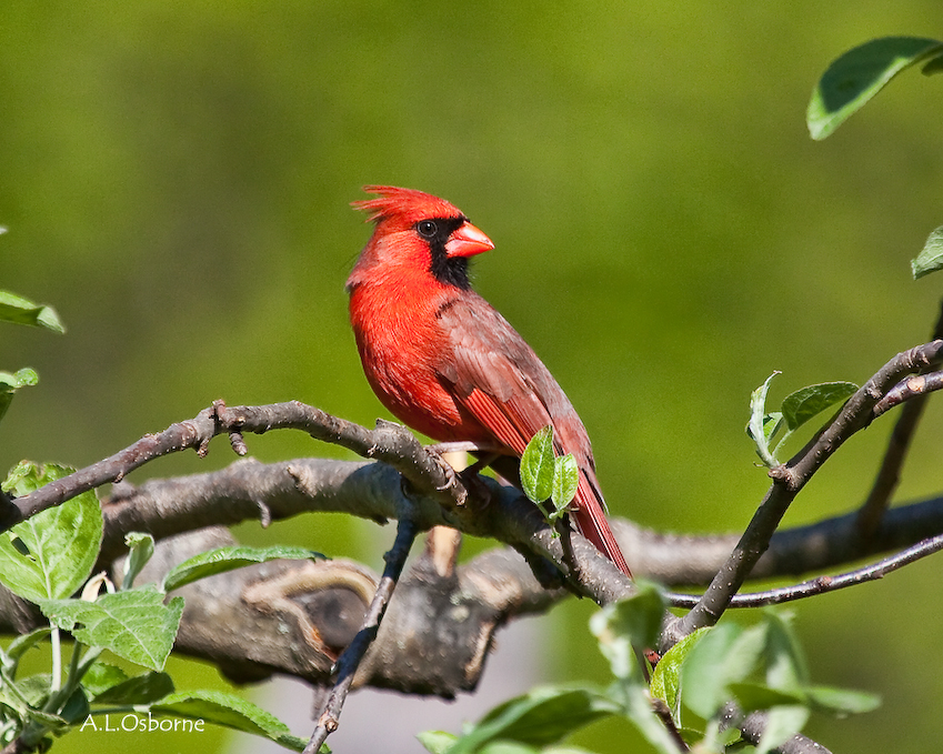 06_cardinal