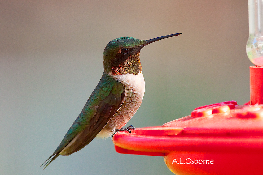 07_hummingbird