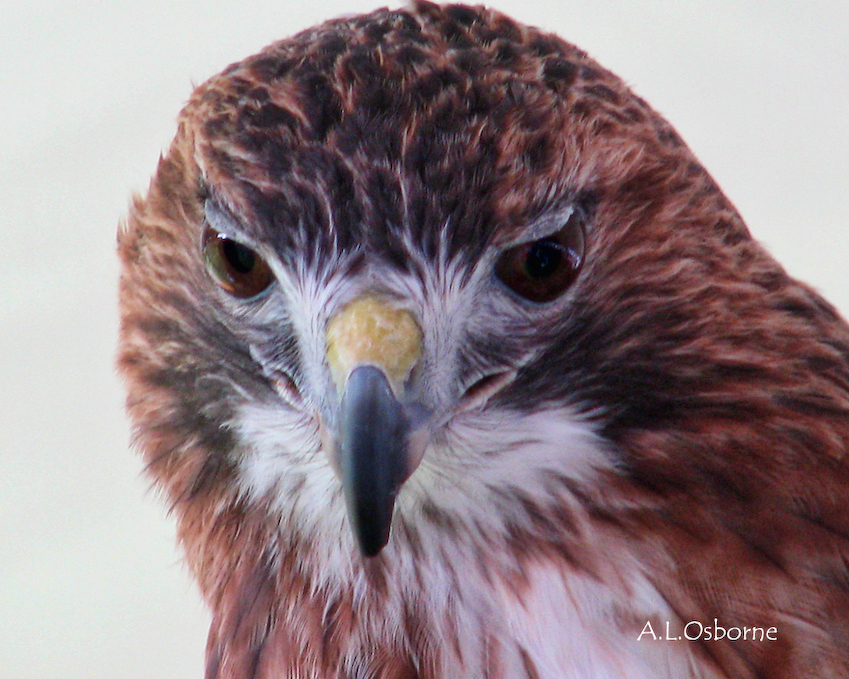 16_red_tailed_hawk